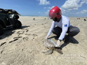 Instituto Tartarugas do Delta inicia monitoramento de praias em Luís Correia e Cajueiro da Praia, no Piauí