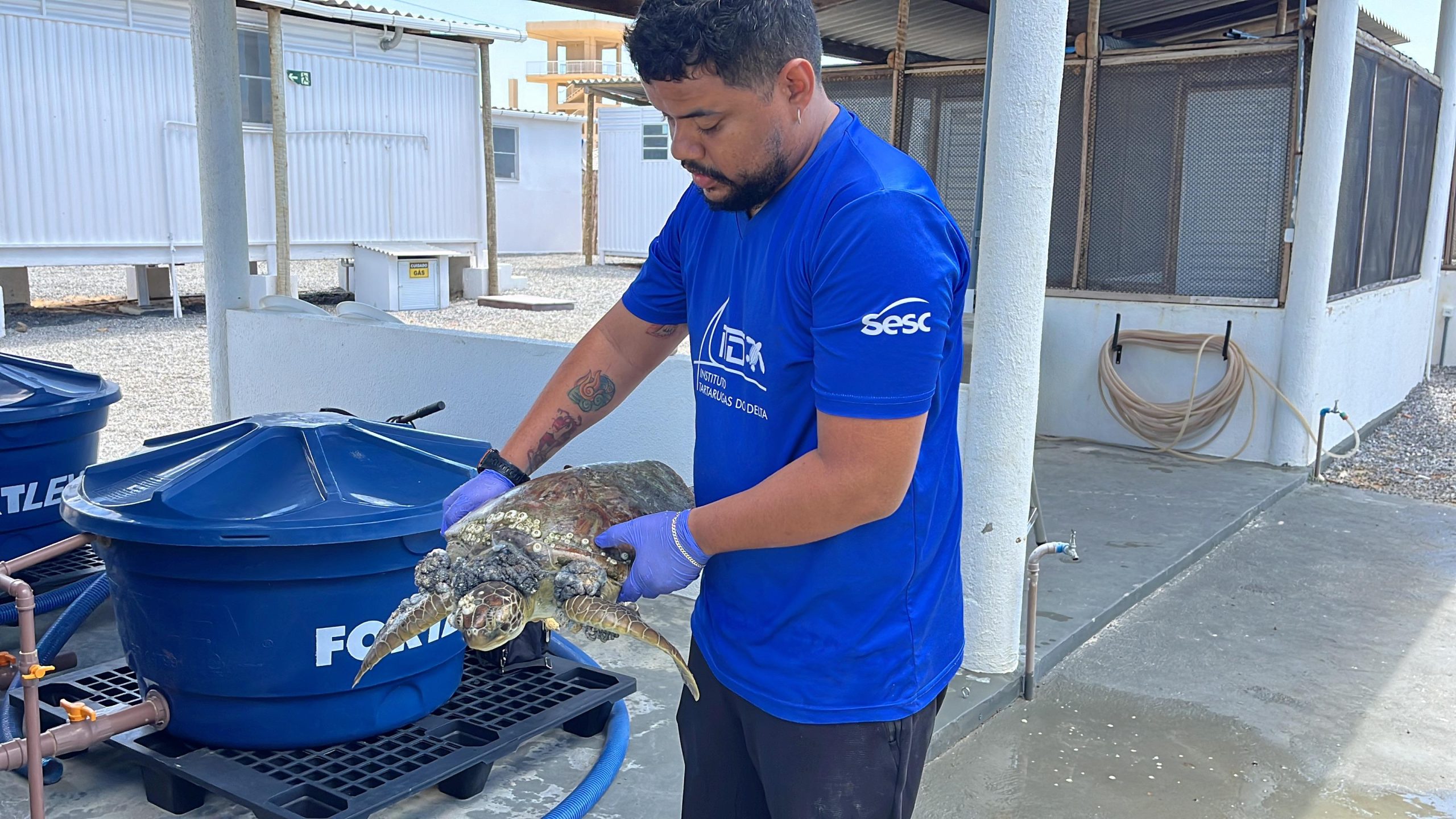 ITD resgata tartaruga verde na praia da Carnaubinha