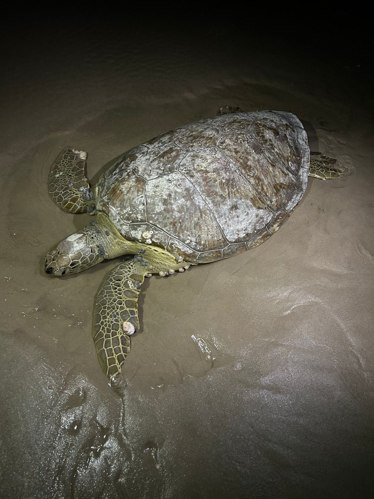 Projeto Queamar resgata tartaruga-verde em Barreirinhas