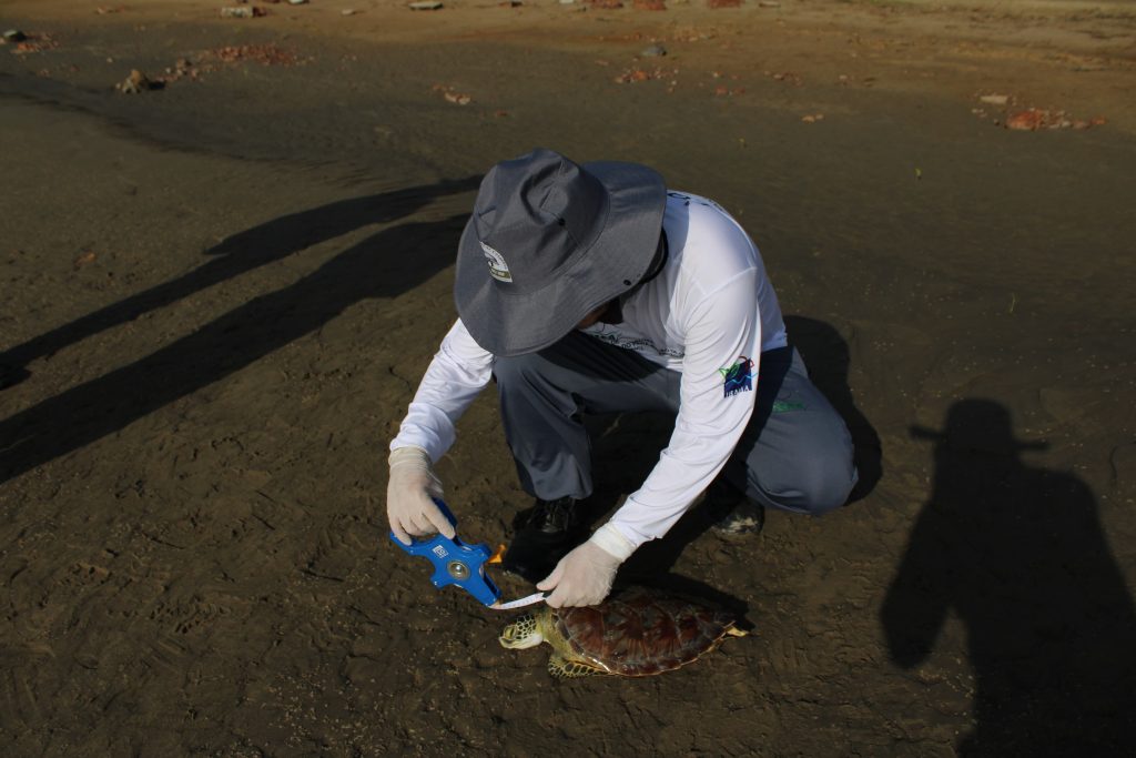 Iepa e Ifap coletam tartaruga verde na Praia do Goiabal