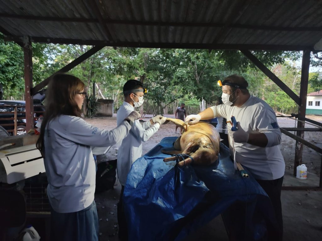 Pesquisadores do Iepa e Ifap coletam boto-rosa com quase 2 metros na orla de Macapá