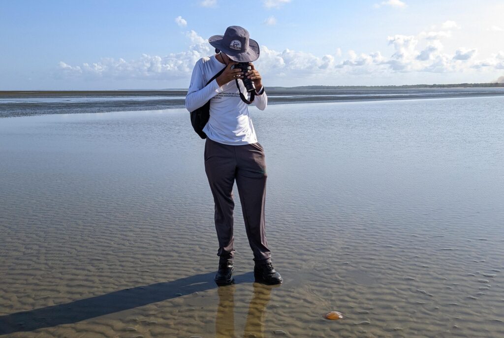 Iepa e Ifap encontram dezenas de águas-vivas encalhadas durante monitoramento na praia do Goiabal, em Calçoene, no nordeste do Amapá