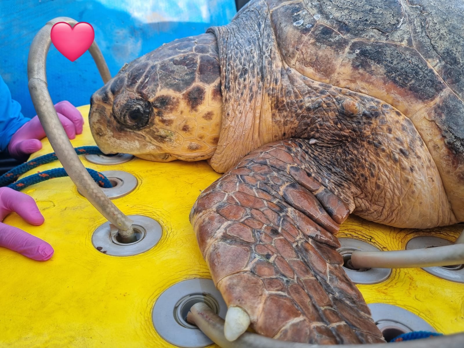 Tartaruga Joca é devolvida à natureza pelo projeto Queamar