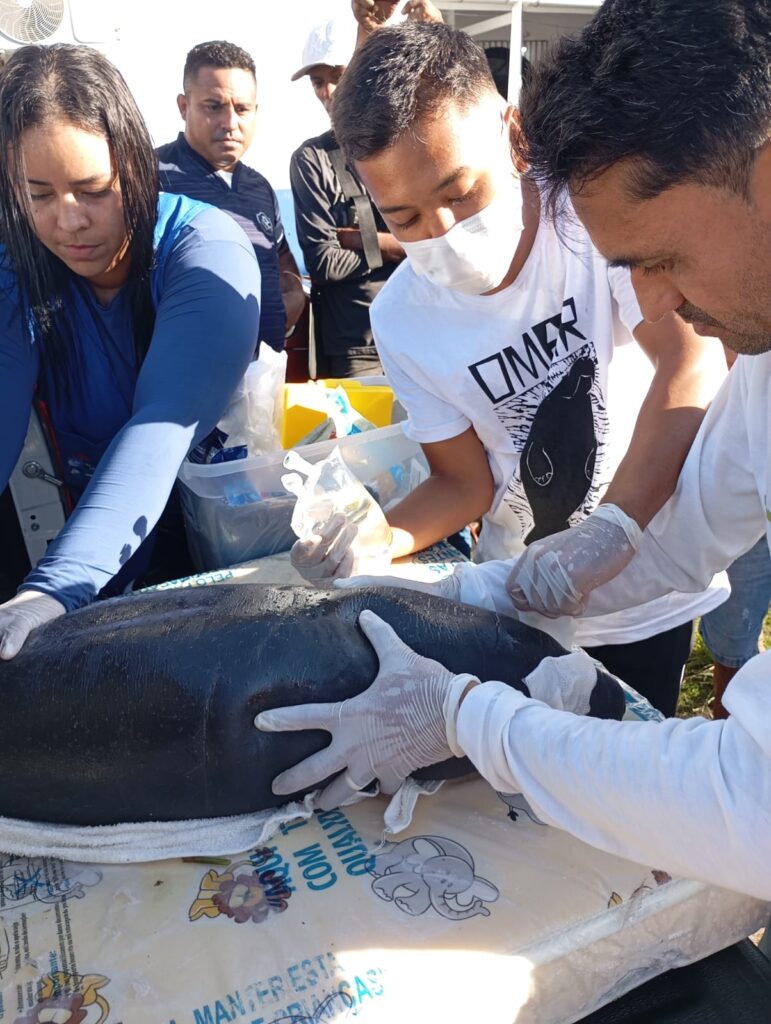 Filhote de peixe-boi é resgatado em Santa Cruz do Arari, no Pará