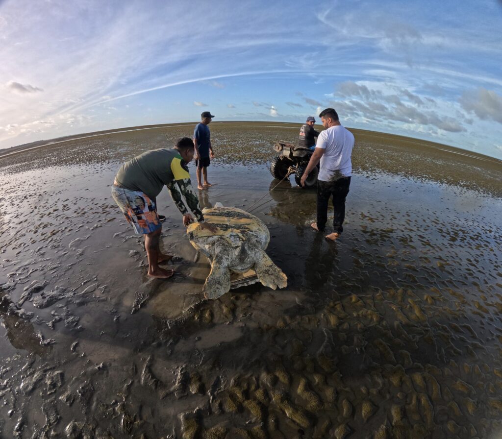 Pesquisadores do IEPA devolvem ao mar tartaruga-verde com 1,15 m de comprimento do casco na Praia do Goiabal