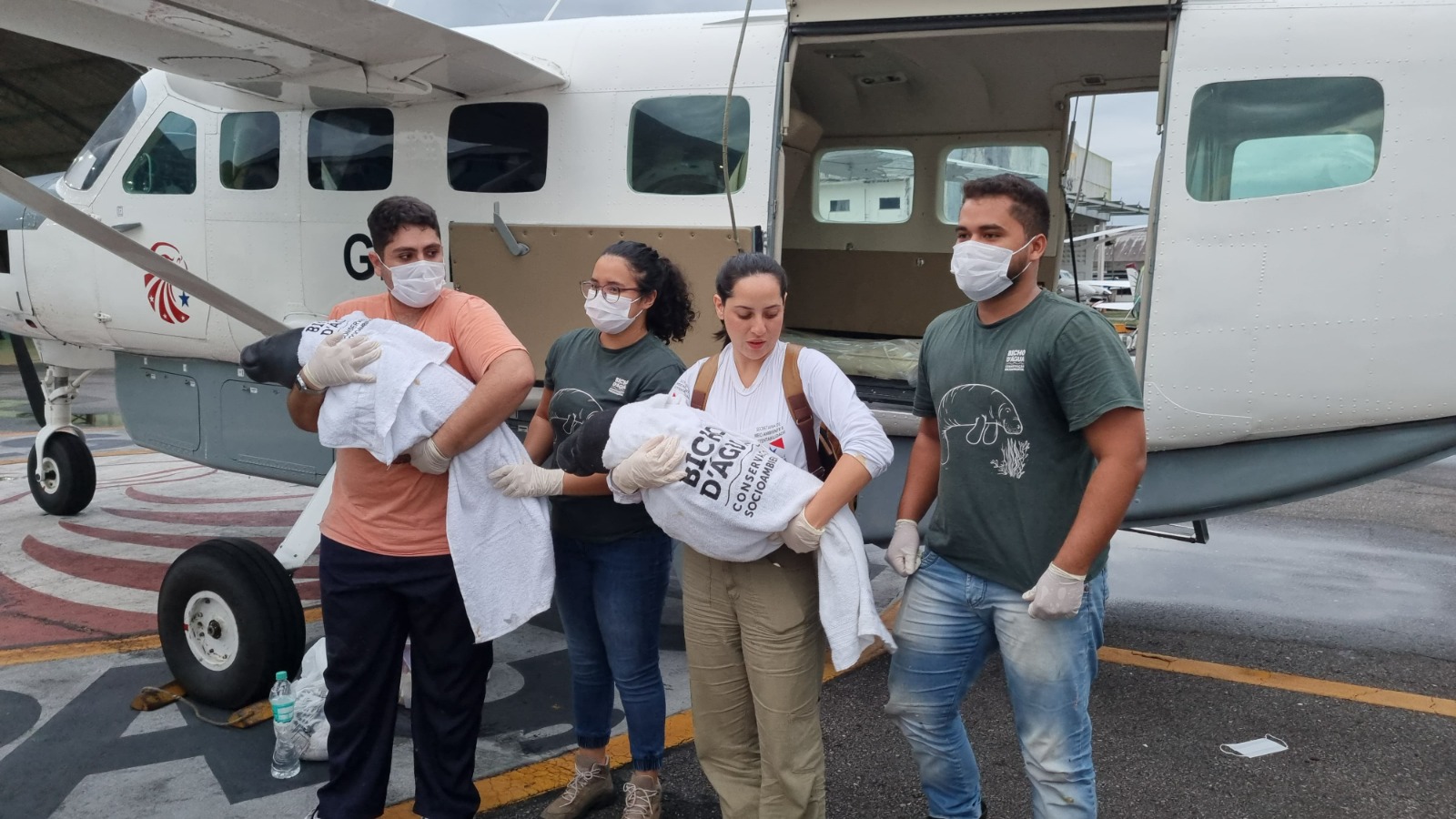 O SBT noticiou o resgate de filhotes de peixe-boi que estão sendo reabilitados pelo Instituto Bicho D’água.