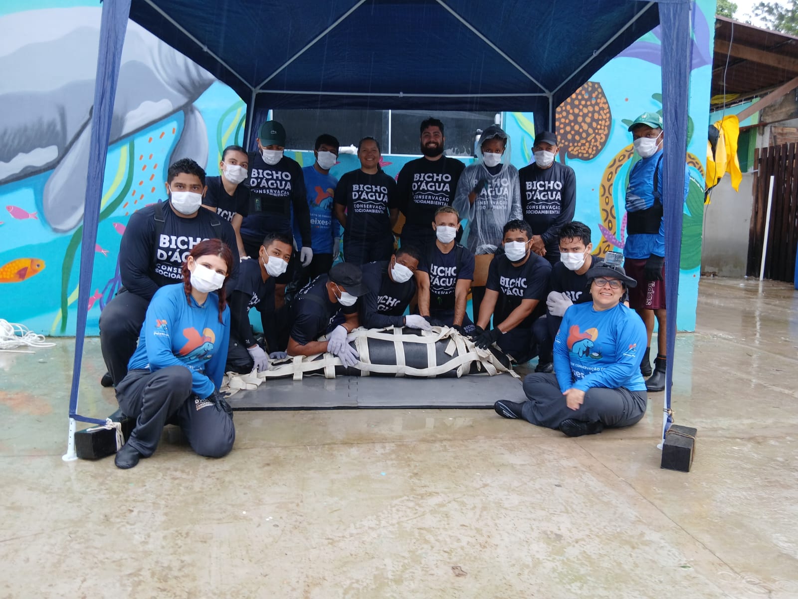 Adria é transferida para o recinto de aclimatação de peixes-boi