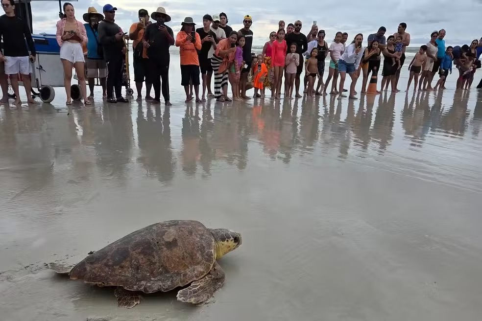 Tartaruga-cabeçuda resgatada em fevereiro retorna ao mar em Salinópolis
